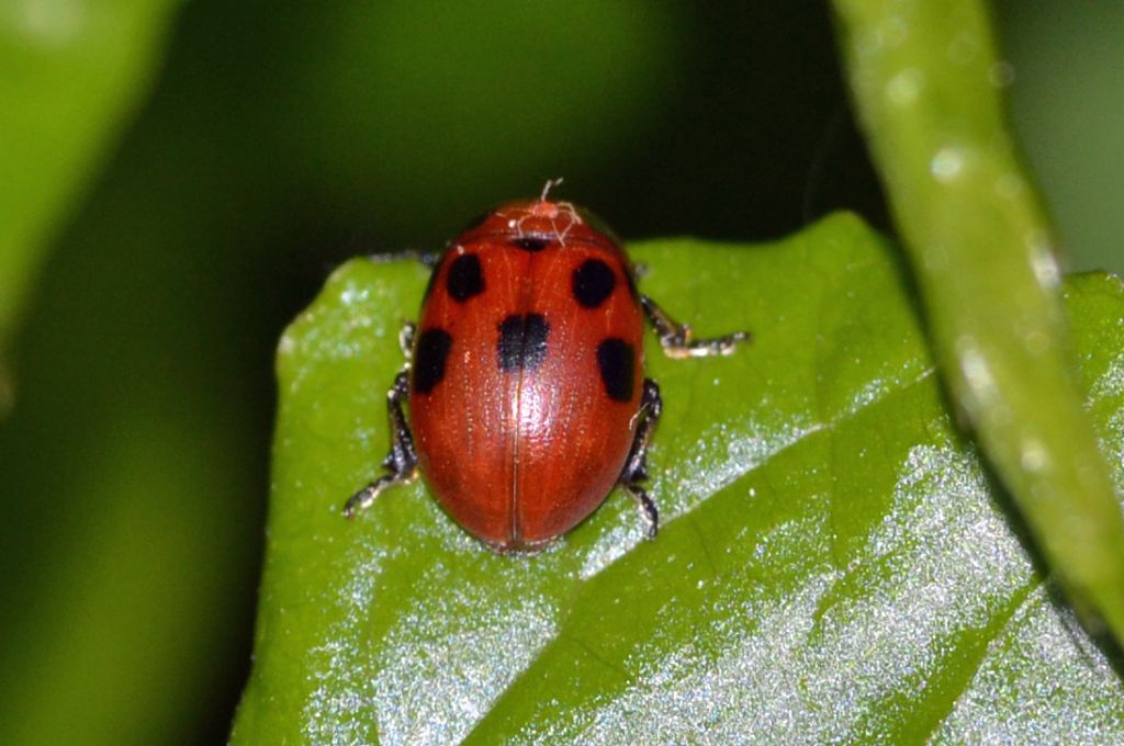 Gonioctena fornicata, Chrysomelidae